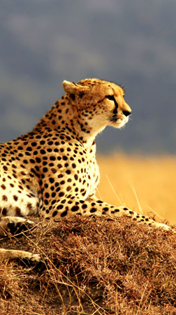 Kenia, The Maasai Mara