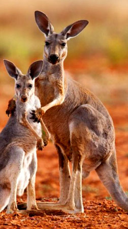 Australia travel
